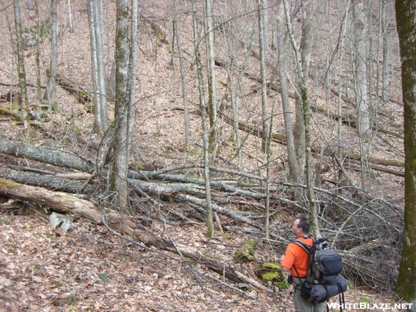 Blowdown 4.5 Miles N Of Noc