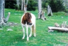 Grayson Highlands Pony by MicahDawgNC in Views in Virginia & West Virginia