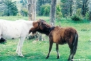 Grayson Highlands Pony