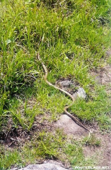 Grayson Highlands - Milk Snake