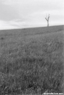 Max Patch - Tree