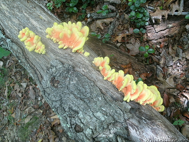 Fungi near Damascus, VA