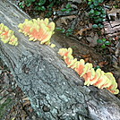 Fungi near Damascus, VA by wren again in Flowers