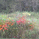 fall color by S'more in Views in North Carolina & Tennessee