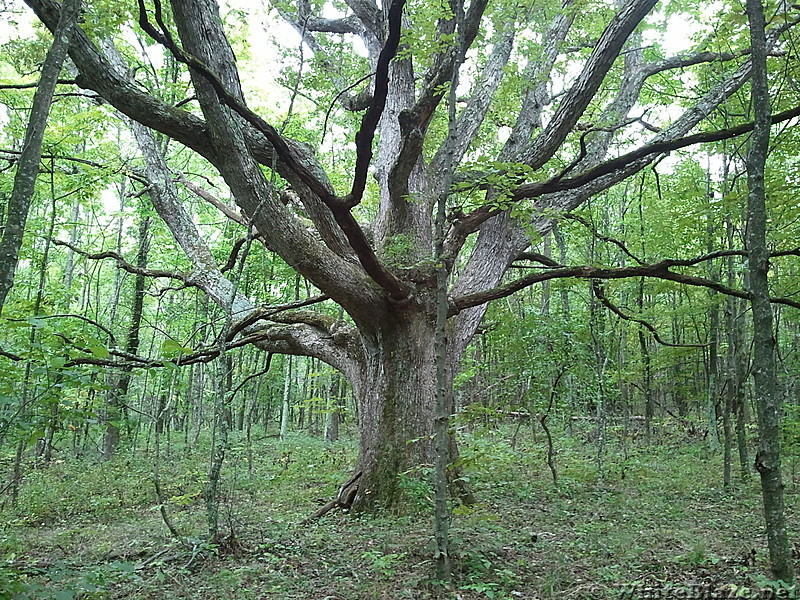 Cool tree!