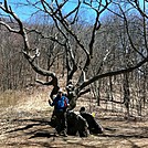 The famous old tree near NC-GA state line by MIA in Section Hikers