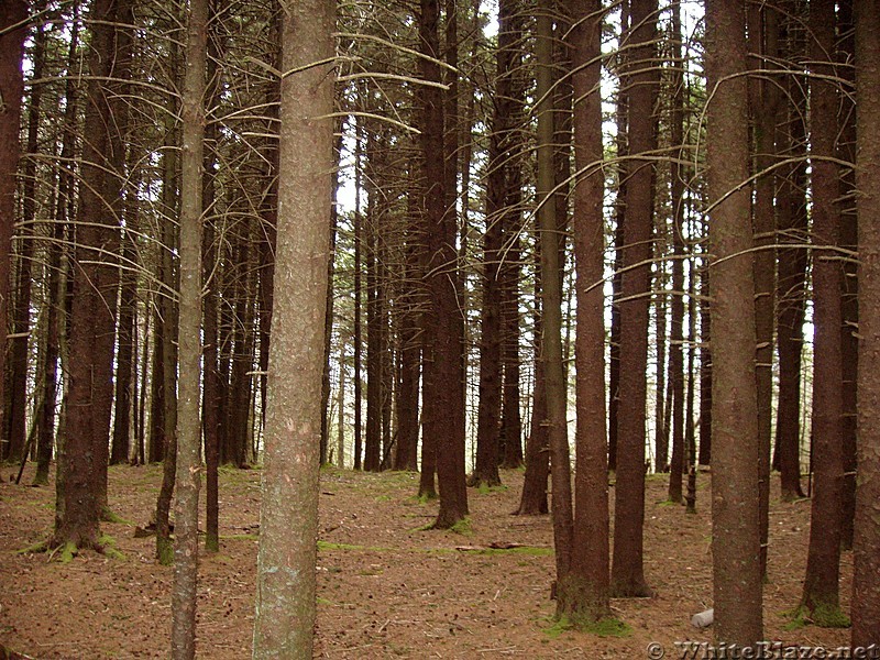 Upland pine forest