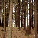 Upland pine forest by MIA in Section Hikers