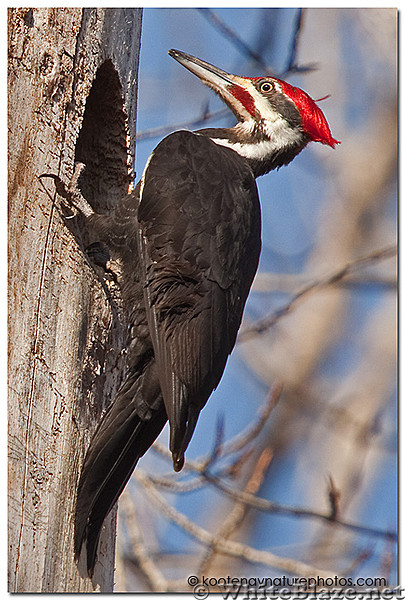 Pileated woodpecker which frequents my backyard