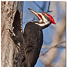 Pileated woodpecker which frequents my backyard