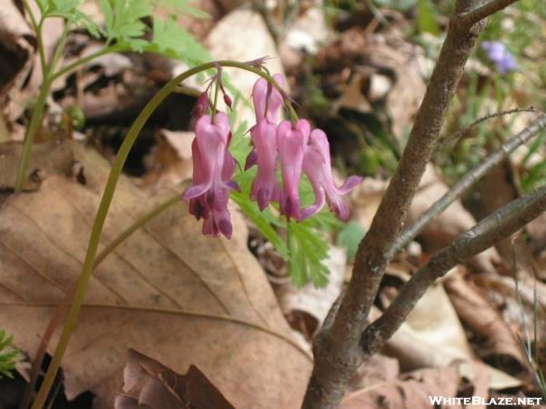 Flower up Pond Flats