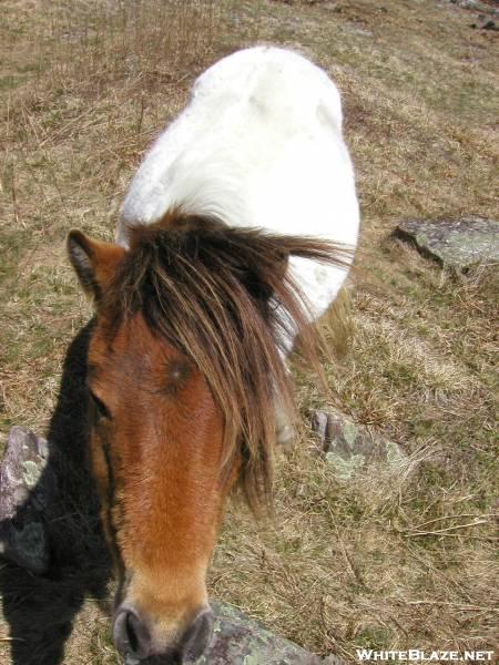 The Ponies of Grayson Highlands