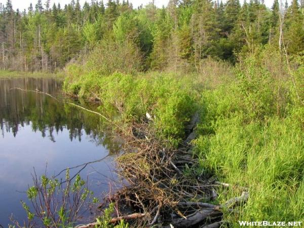 Beaver Dam over Trail in S. VT