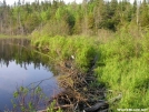 Beaver Dam over Trail in S. VT by MoBeach42 in Trail & Blazes in Vermont