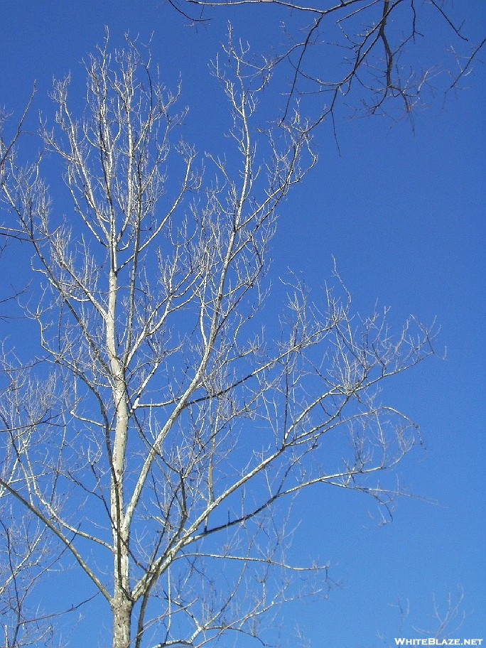 Manassas Gap Tree