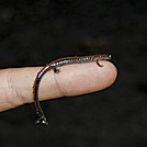 Redback Salamander by gmf in New Jersey & New York Shelters