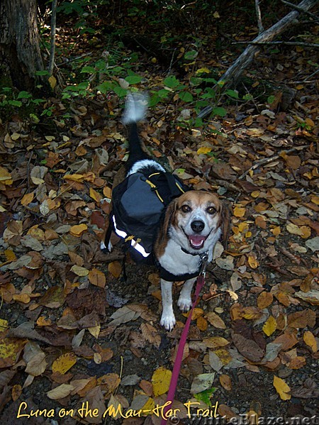 Luna on the Mau-har Trail