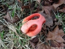 Unknown fungus by hikerjohnd in Trees