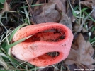 Unknown fungus by hikerjohnd in Trees