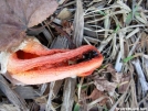 Unknown fungus by hikerjohnd in Trees