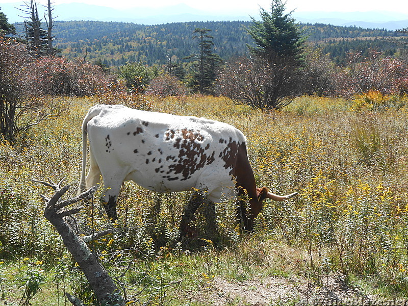 Grayson Highlands SP  2013