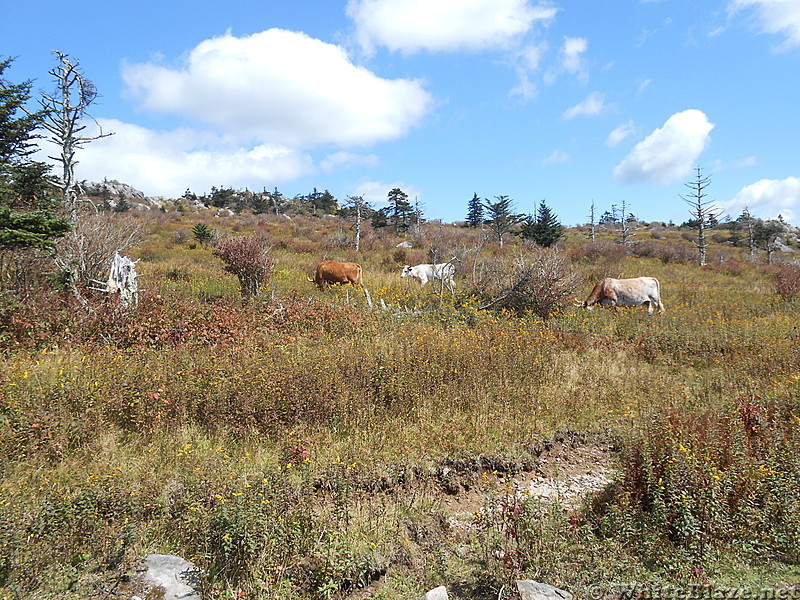 Grayson Highlands SP  2013