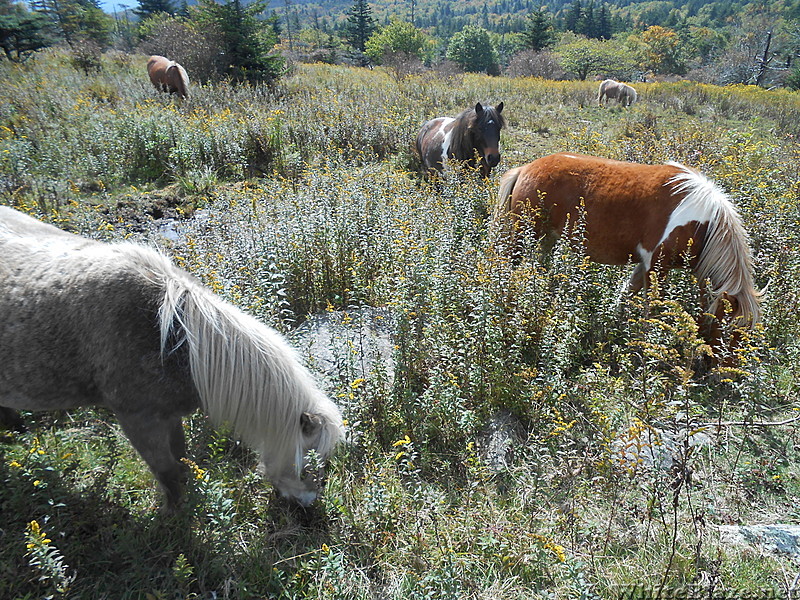 Grayson Highlands SP  2013