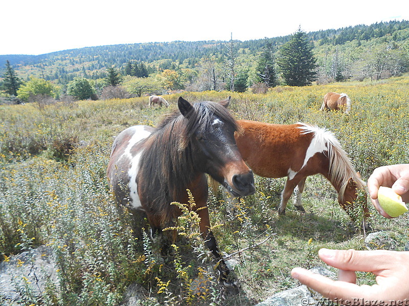 Grayson Highlands SP  2013