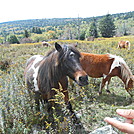 Grayson Highlands SP  2013 by Teacher & Snacktime in Other