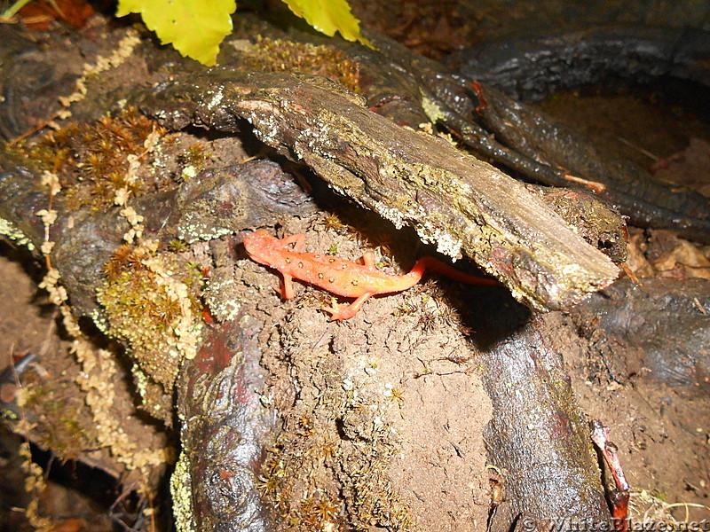 Amphibians in Connecticut