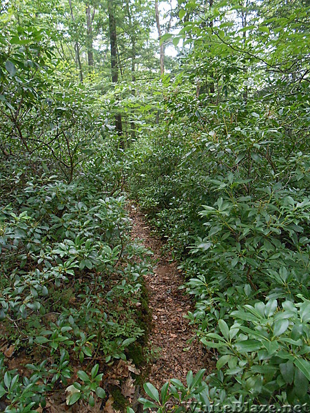 Upper Goose Pond Cabin   Lee, MA   July 2013