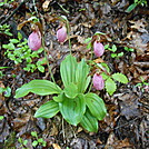 Connecticut Flora and  Fauna by Teacher & Snacktime in Flowers