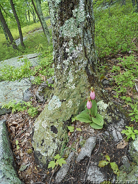 Connecticut Flora and  Fauna