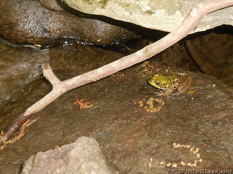 Amphibians in Connecticut