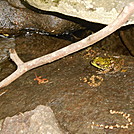 Amphibians in Connecticut