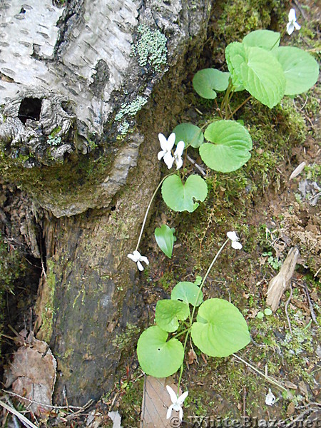 Connecticut Flora and  Fauna