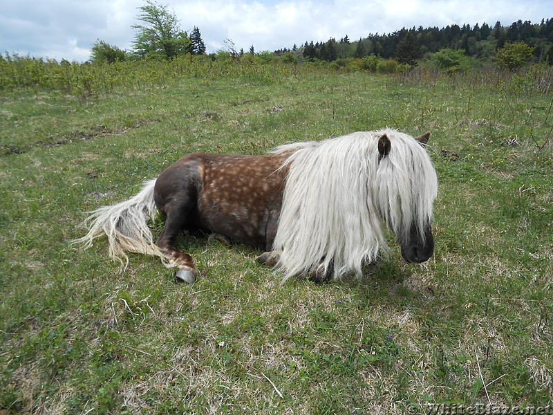 Grayson Highlands - May 2014