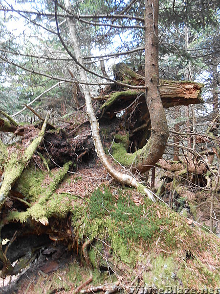 GSMNP - May 2014