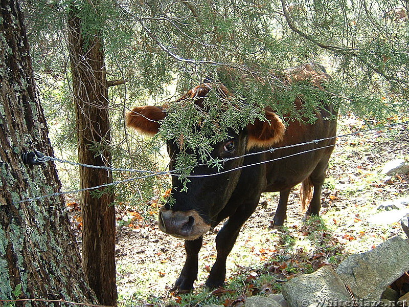 AT in MA - Tyringham Cobble  09/2012