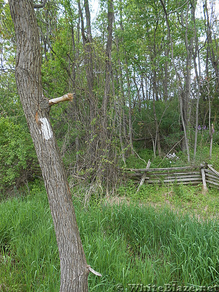 Pochuck Boardwalk - May 2016