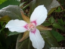 Trillium by Whistler in Flowers