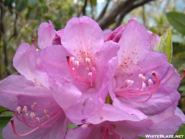 Rhododendron