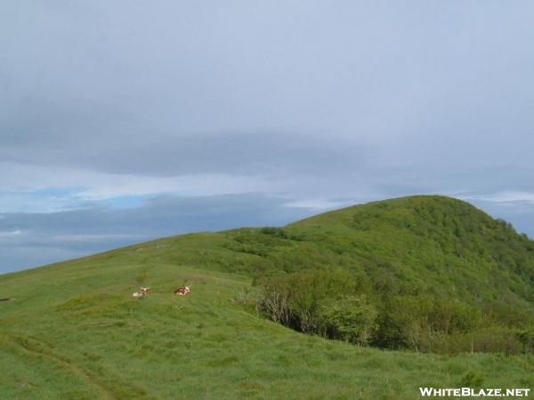 Cattle on Hump Mountain