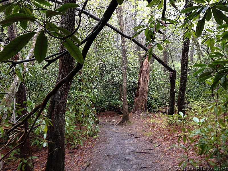 Hiking between Springer and Gooch Gap