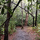 Hiking between Springer and Gooch Gap