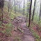 Hiking between Springer and Gooch Gap