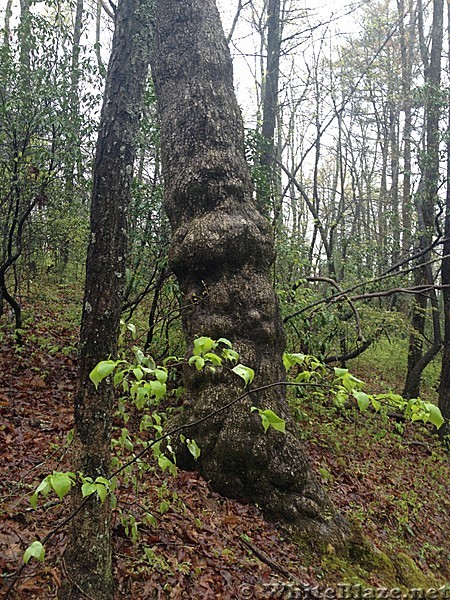 Hiking between Springer and Gooch Gap