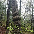 Hiking between Springer and Gooch Gap by SOLcreature in Trail & Blazes in Georgia