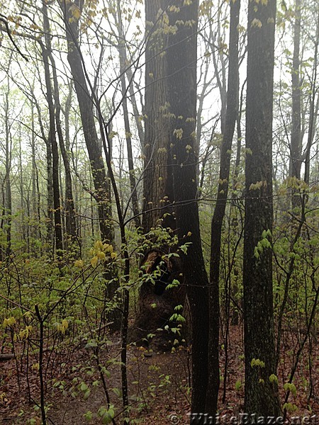 Hiking between Springer and Gooch Gap