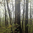 Hiking between Springer and Gooch Gap